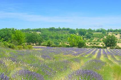 Provence