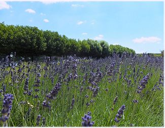 Provence