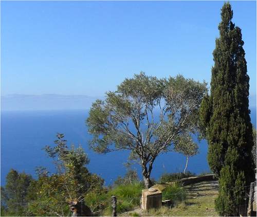 Encinar de Valldemossa