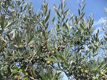 Olivenernte auf Mallorca