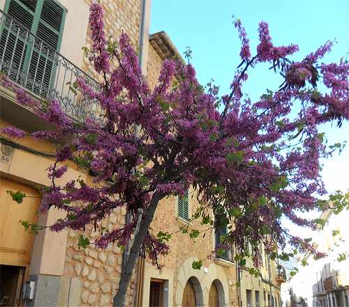 Soller